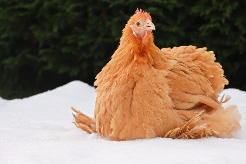 Brown chicken sitting in the snow