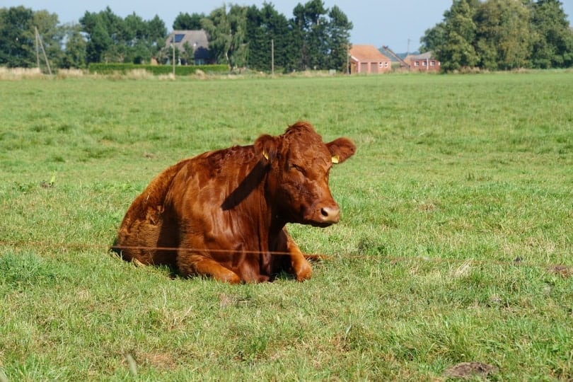 Brown cow sleeping in the grass