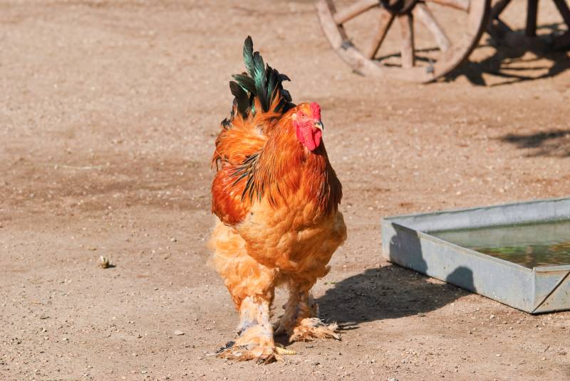 Buff Brahma bantam in the poultry yard