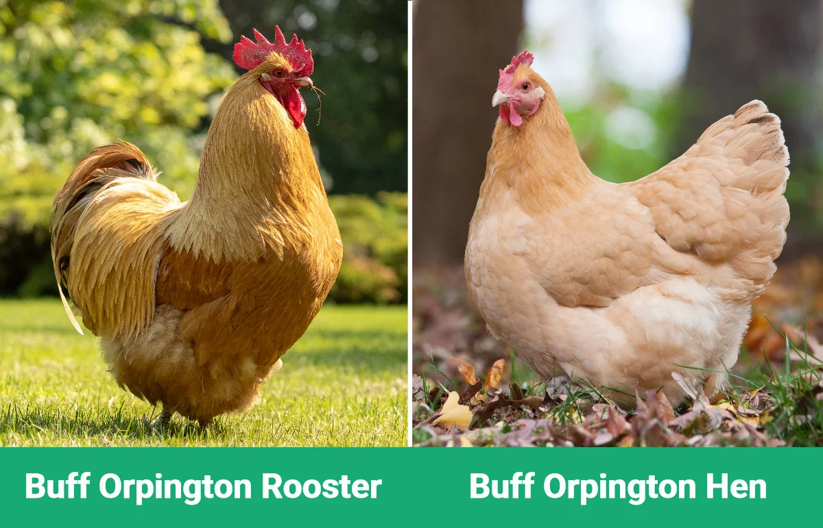 Buff Orpington Rooster vs Hen - Visual Differences