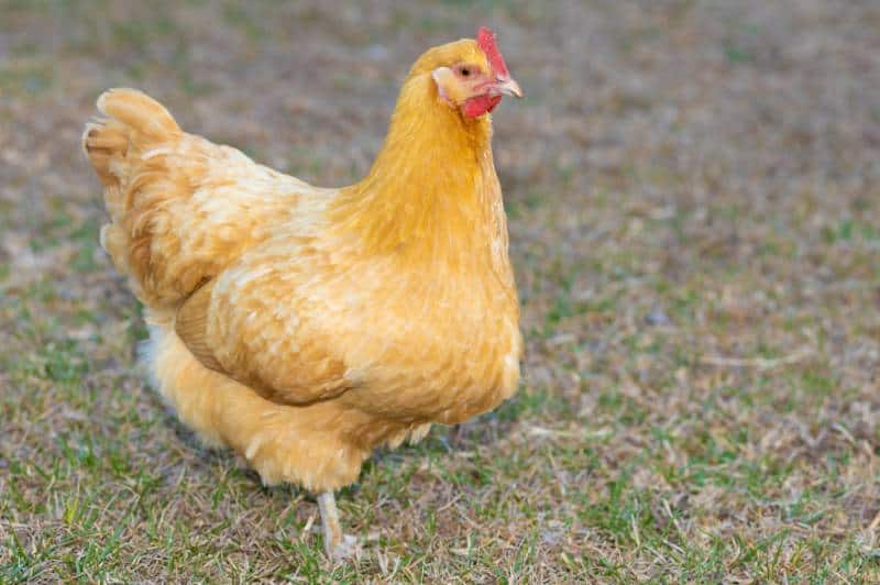 Buff Orpington chicken hen that is walking across a grassy field