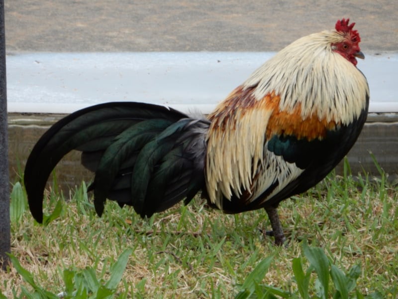 Burmese chicken in the grass