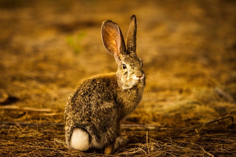 Burmese hare sitting in dry grass