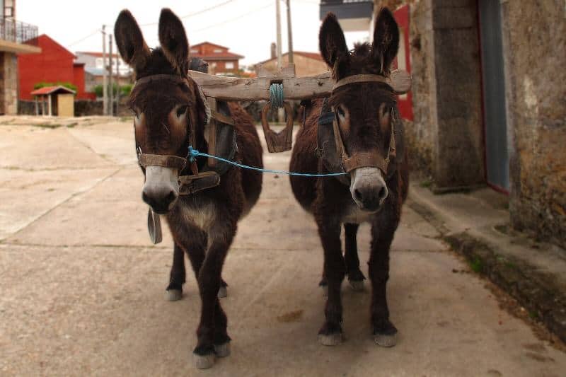 Zamorano-Leonés Donkey