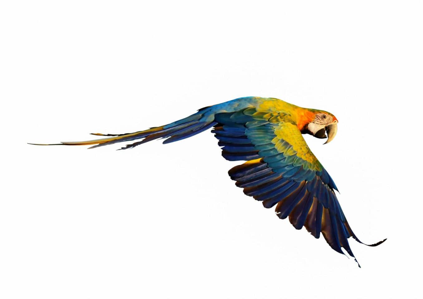 Camelot-macaw-flying