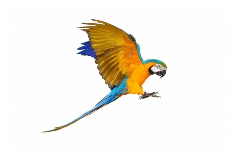Camelot macaw flying wings