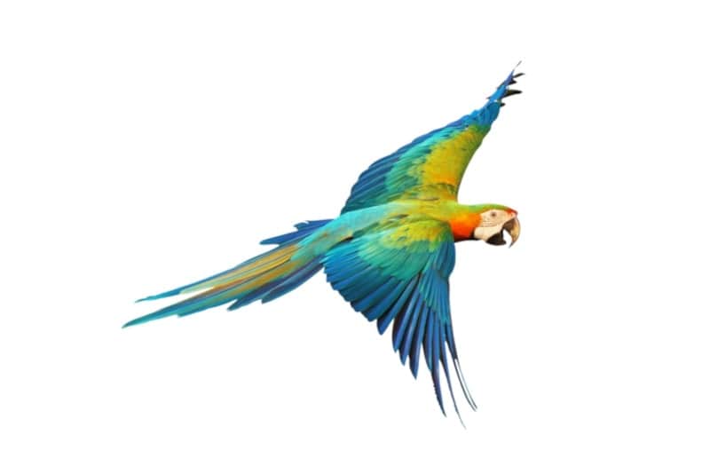 Camelot macaw flying