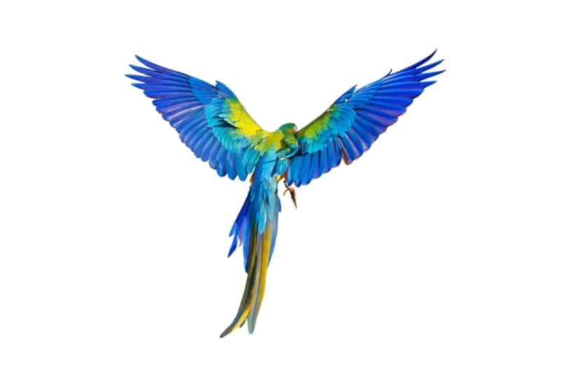 Camelot macaw on white background
