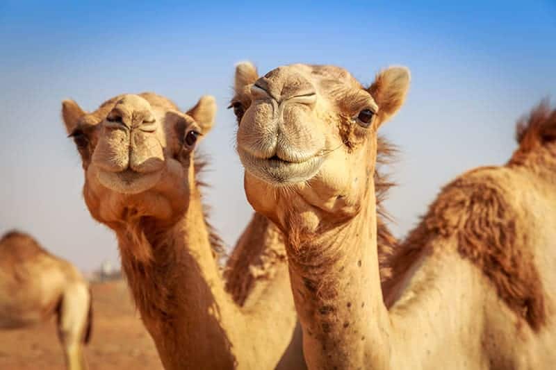 Camels in Arabia