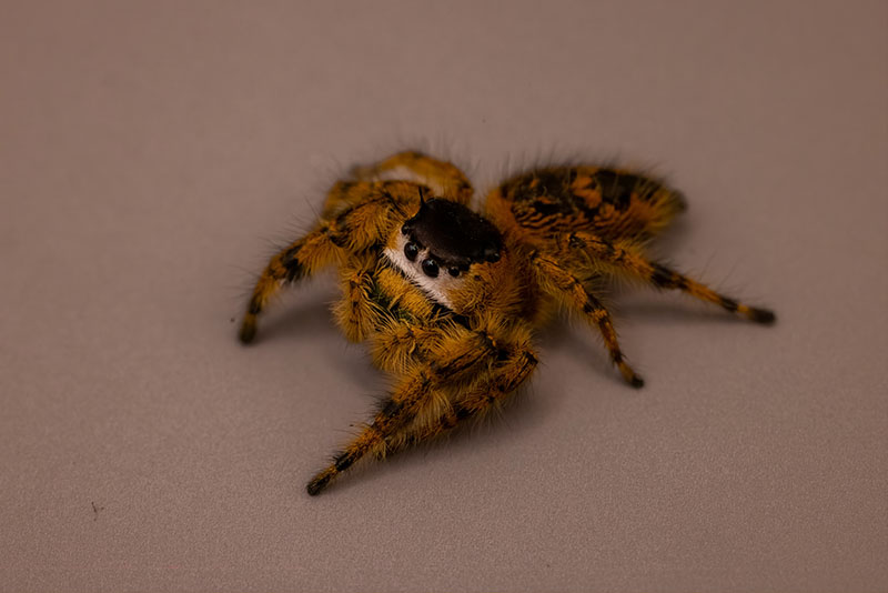 Orange Canopy Jumping Spider at rest