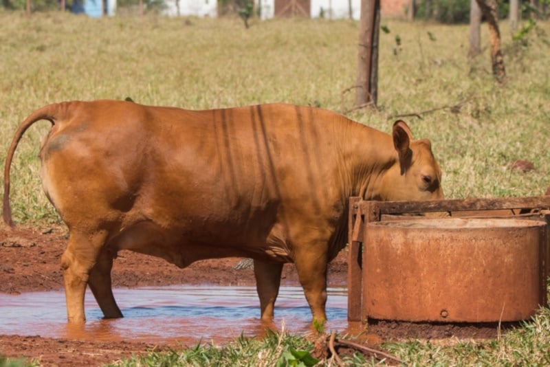 Caracu cow drinking water