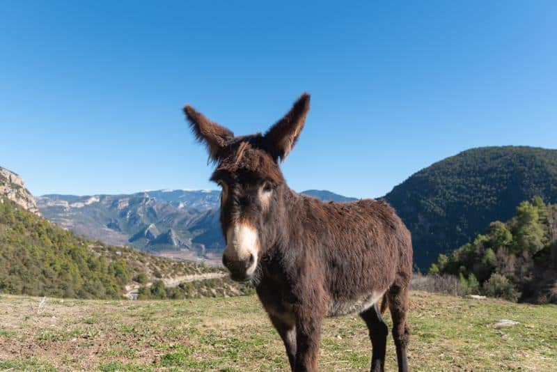 Catalan Donkey outdoors