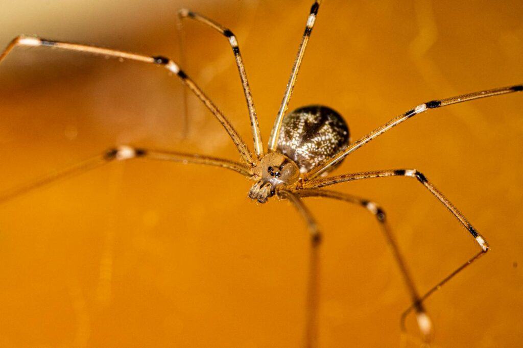 Cellar Spider side view_Peter Francis_Shutterstock