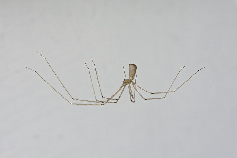 Cellar spider (48084696058)