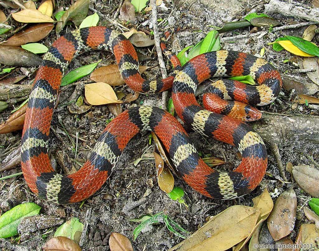 Cemophora coccinea, Scarlet Snake
