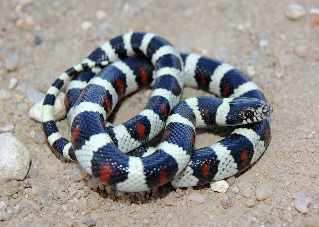 Central Plains Milk Snake