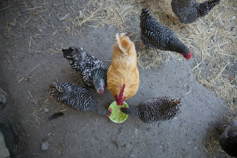 Chickens eating cantaloupe