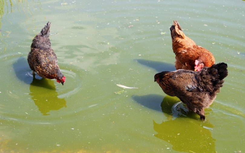 Chickens swim in water