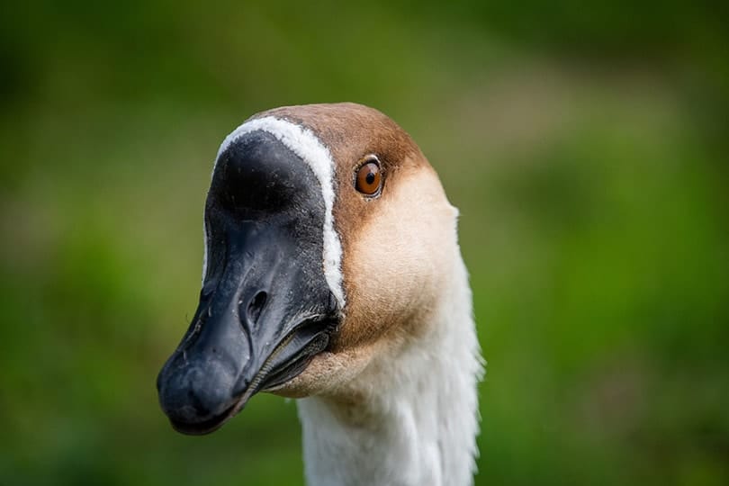 Chinese Goose Closeup