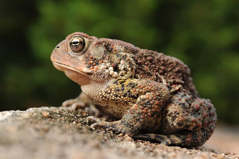 close-up of American Toad on rock