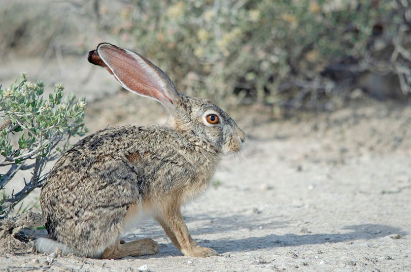 Close-up of Cape Hare