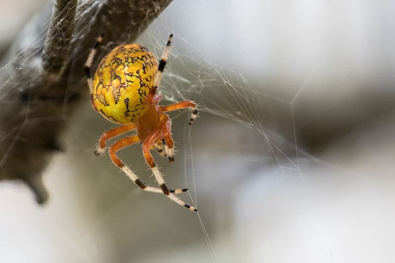 Close up of Marbled orb weaver