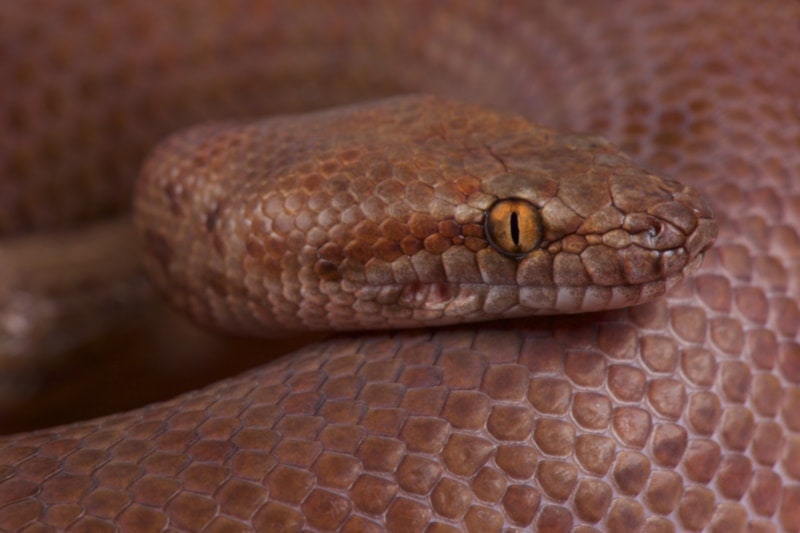 Close up shot of anthill python
