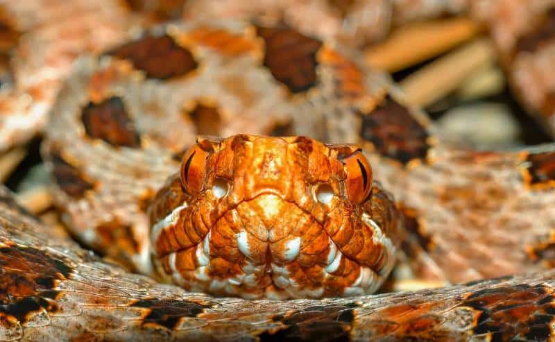 Close up view of red phase Carolina Pigmy rattlesnake