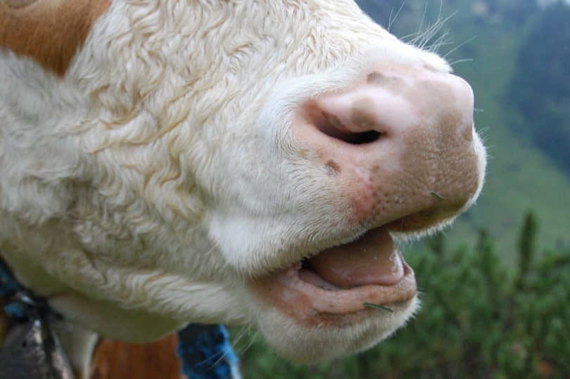 Closeup photo of cow with open mouth