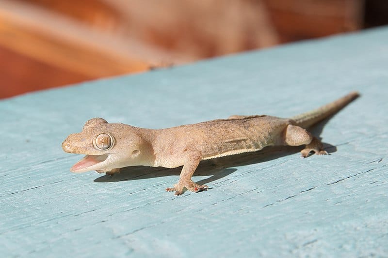 Common House Gecko with open mouth, in Laos