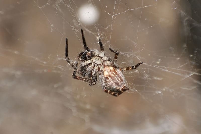 Common House Spider, (Badumna insignis), showing underside