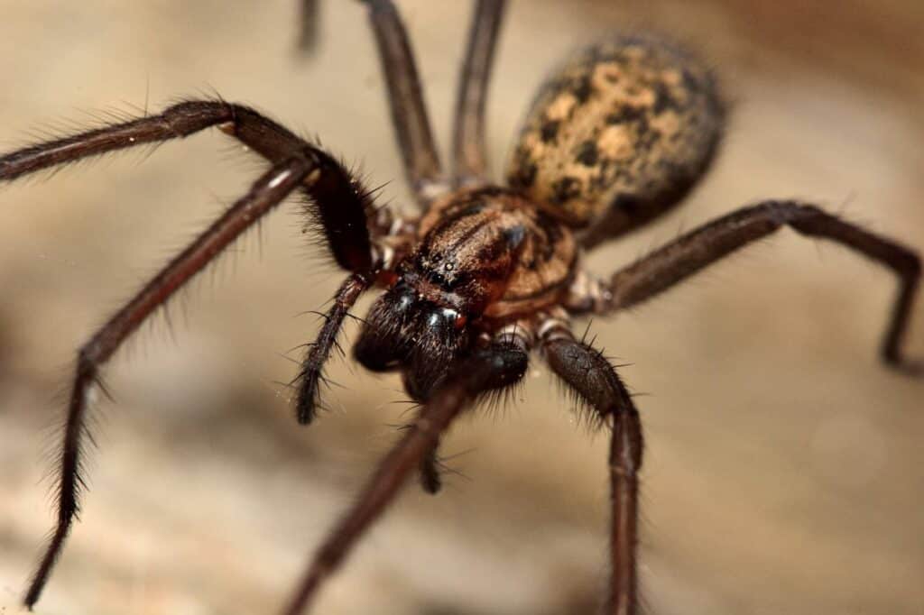 Common House Spider close up_Ian Redding_Shutterstock