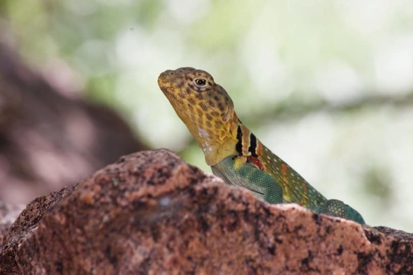 Common collared lizard on a rock