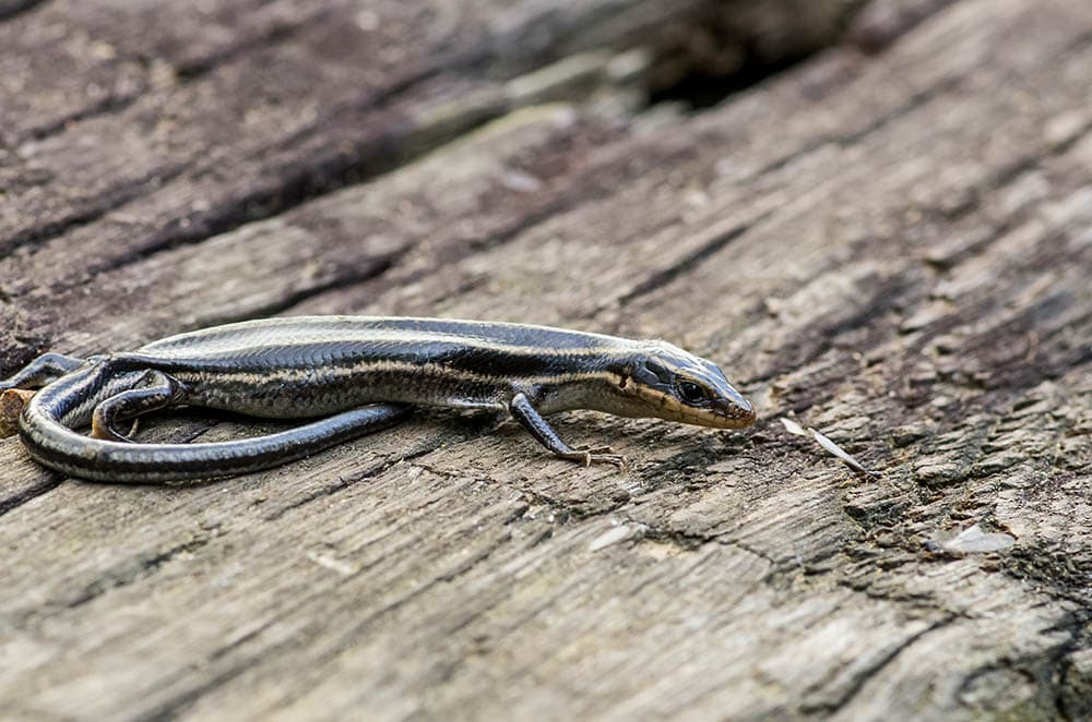 Common five-lined skink
