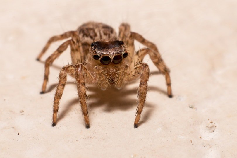Contrasting Jumping Spider