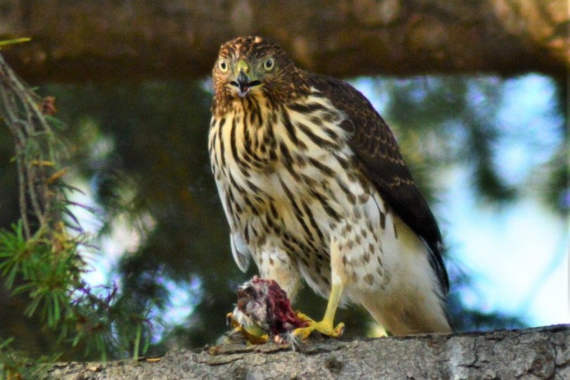 Cooper's Hawk feasting on its catch