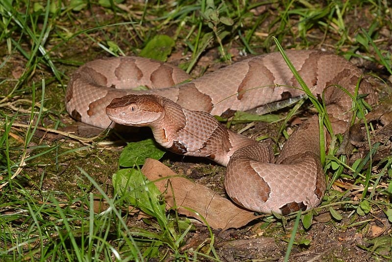 Copperhead snake (48357198777)