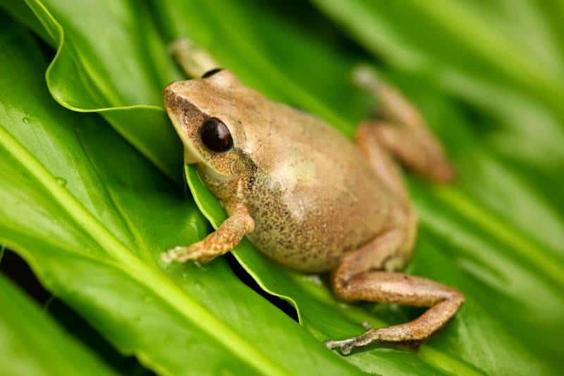 Coqui Native frogg from Puerto Rico