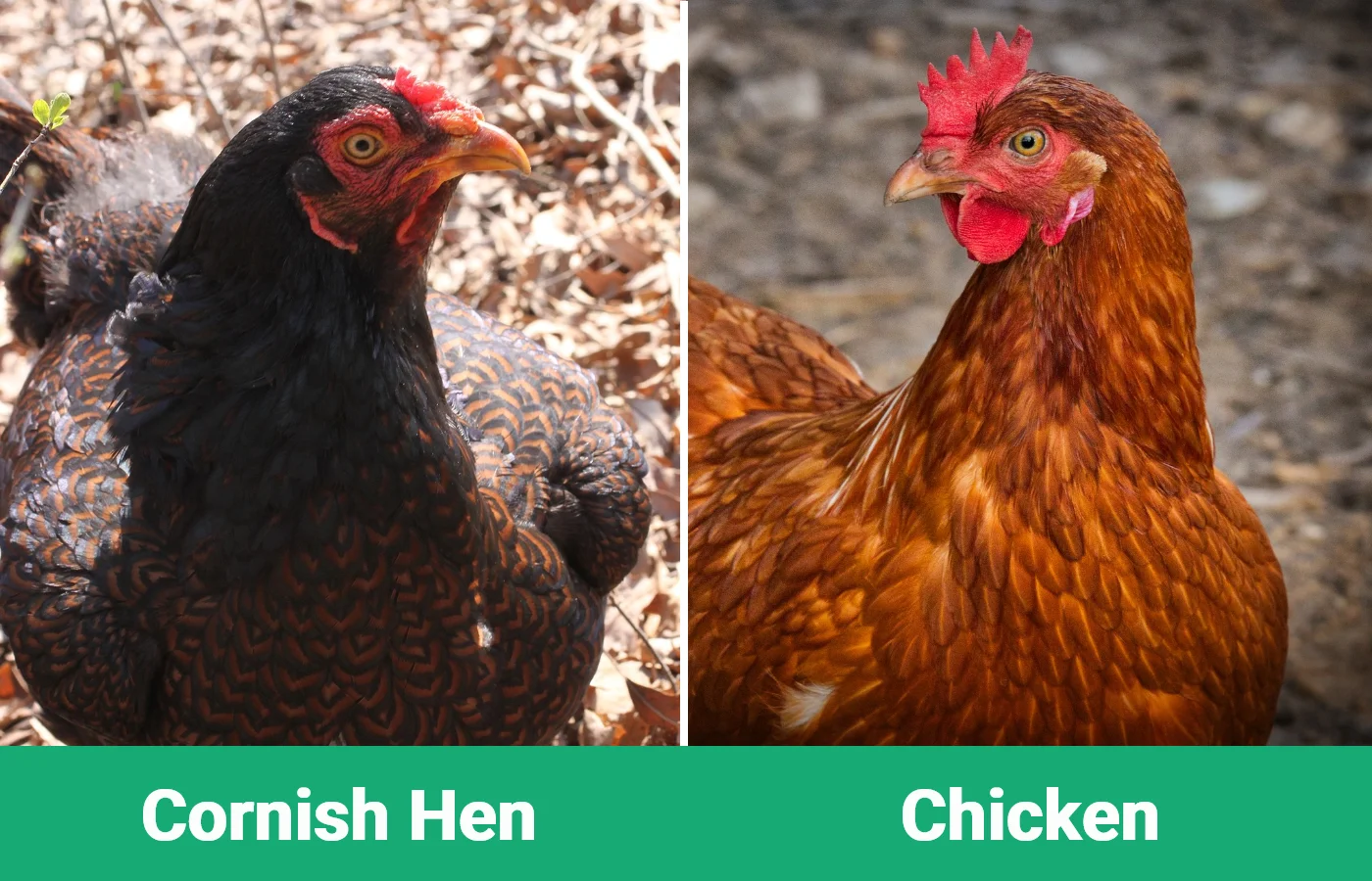 Cornish Hen vs Chicken - Visual Differences