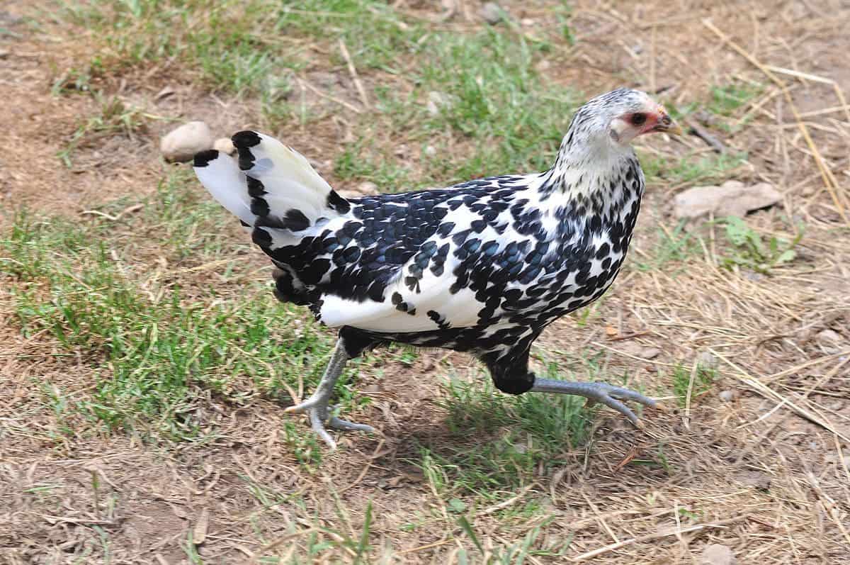 Cory's chickens 03 - Silver Spangled Hamburg pullet