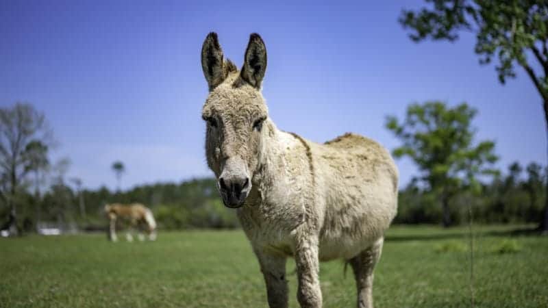 Cotentin donkey looking straight in the field of a farm