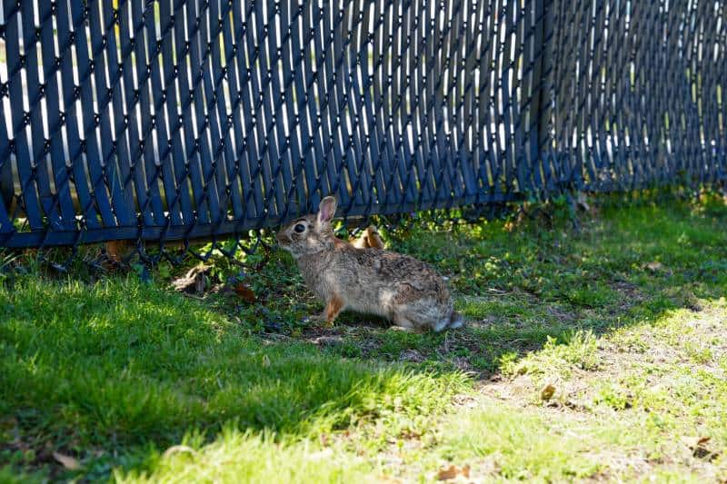 Cottontail rabbit gray in green grass next to fence hides