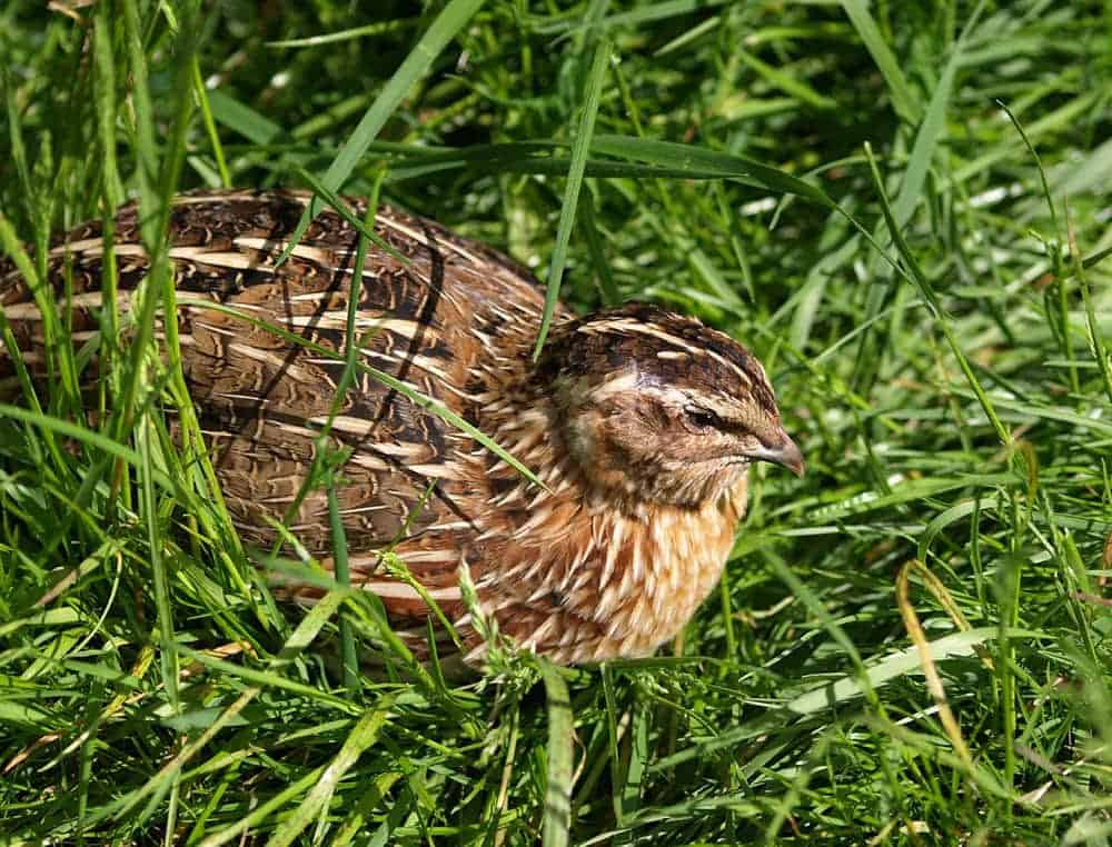 Coturnix quail