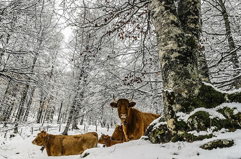 Cow Outside Winter