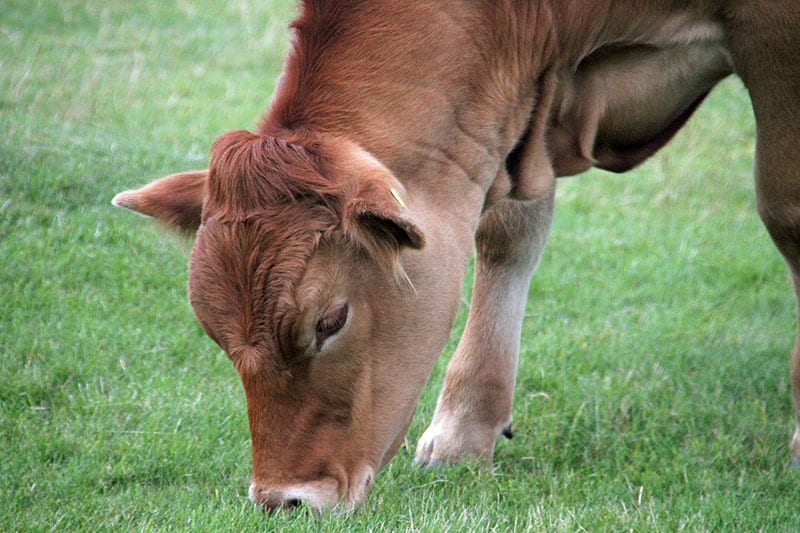 Cow calf eating
