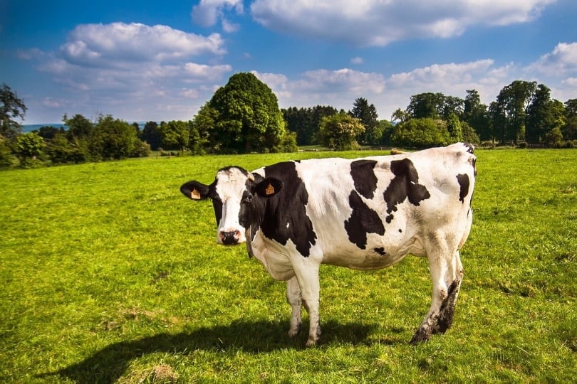 Cow grazing in green grass