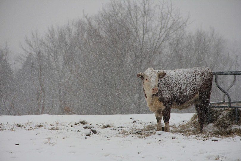 Cow in winter season