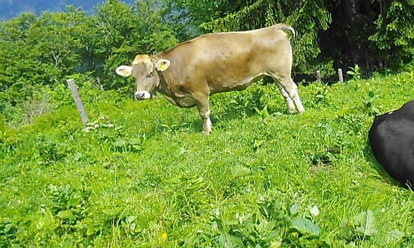 Cow standing with eyes closed