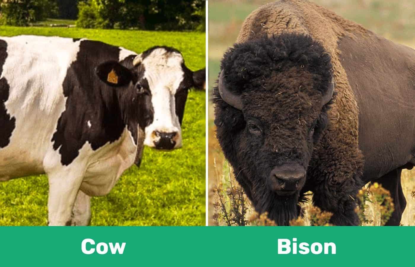 Cow vs Bison side by side