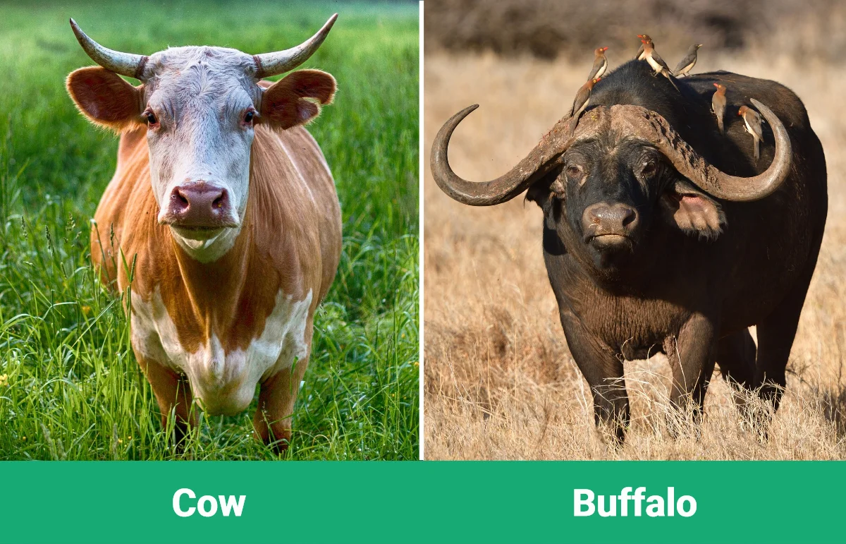 Cow vs Buffalo - Visual Differences